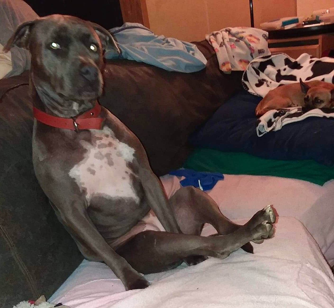 Pretty Girl joined the competition — help win amazing prizes! canidae, carnivore, collar, comfort, companion_dog, dog, dog_breed, dog_collar, fawn, gun_dog, linens, liver, pet_supply, pointing_breed, rampur_greyhound, sighthound, sporting_group, tie, whiskers, working_animal