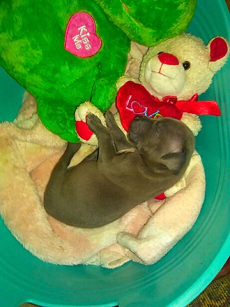 Pretty Girl joined the competition — help win amazing prizes! art, carmine, carnivore, comfort, companion_dog, coquelicot, dog, dog_bed, dog_breed, fawn, green, pet_supply, plush, snout, stuffed_toy, tail, teddy_bear, terrestrial_animal, toy, working_animal