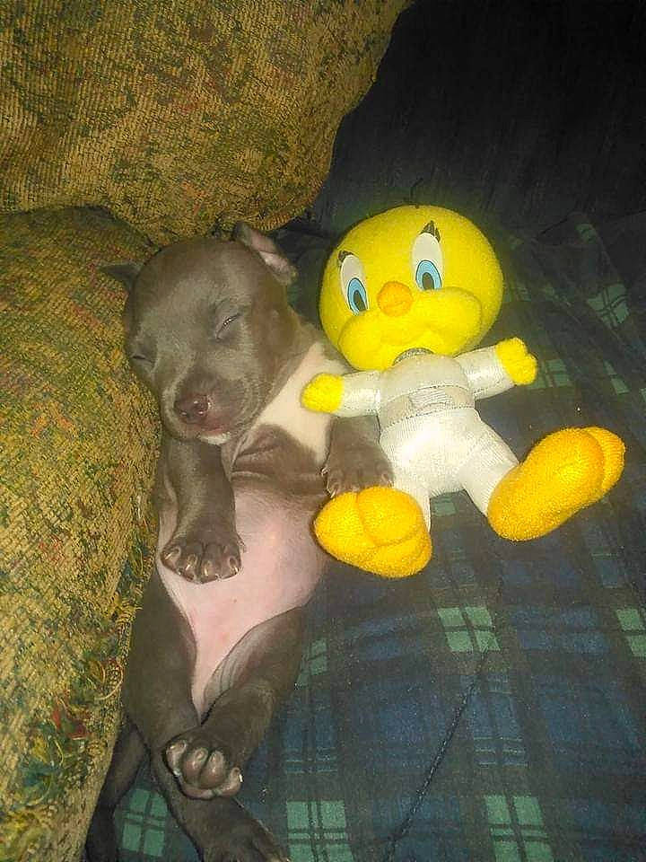 Pretty Girl joined the competition — help win amazing prizes! baby_toys, canidae, carnivore, comfort, companion_dog, dog, dog_breed, fur, grey, personal_protective_equipment, plush, snout, sporting_group, stuffed_toy, teddy_bear, terrestrial_animal, toy, working_animal