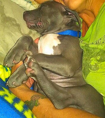 Pretty Girl joined the competition — help win amazing prizes! canidae, carnivore, collar, comfort, companion_dog, dog, dog_breed, dog_collar, dog_supply, ear, fawn, guard_dog, liver, pet_supply, snout, sporting_group, tail, weimaraner, whiskers, working_animal