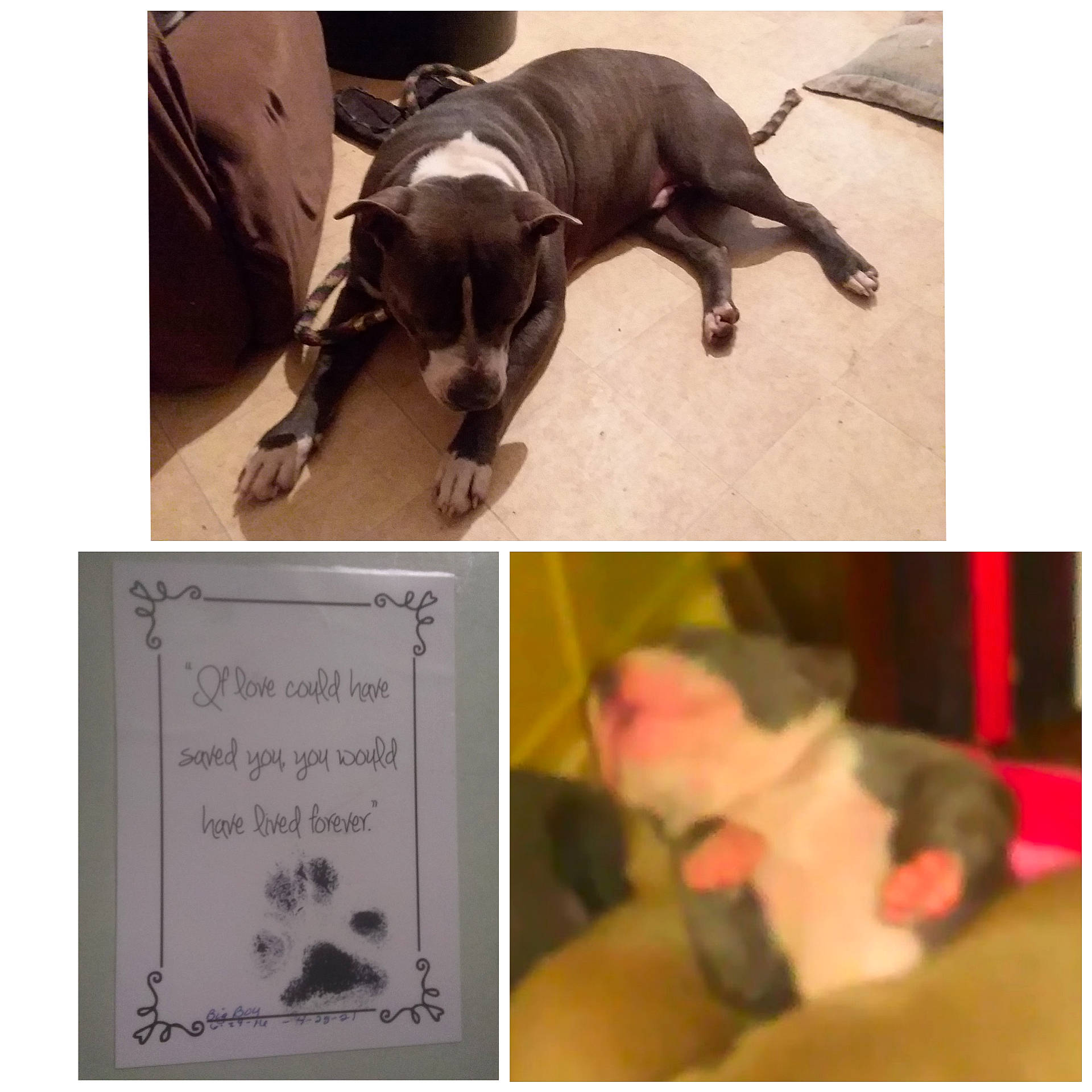 Bigboy is registered to the contest to win money with this photo: carnivore, comfort, companion_dog, dog, dog_breed, felidae, font, handwriting, linens, liver, paper, paper_product, paw, photo_caption, room, selfie, sporting_group, tail, toy_dog, working_animal