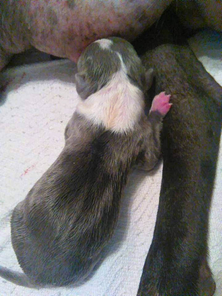 Bigboy is registered to the contest to win money with this photo: canidae, carnivore, cat, claw, comfort, companion_dog, dog_breed, felidae, fur, liver, nap, natural_material, small_to_medium_sized_cats, tail, terrestrial_animal, whiskers