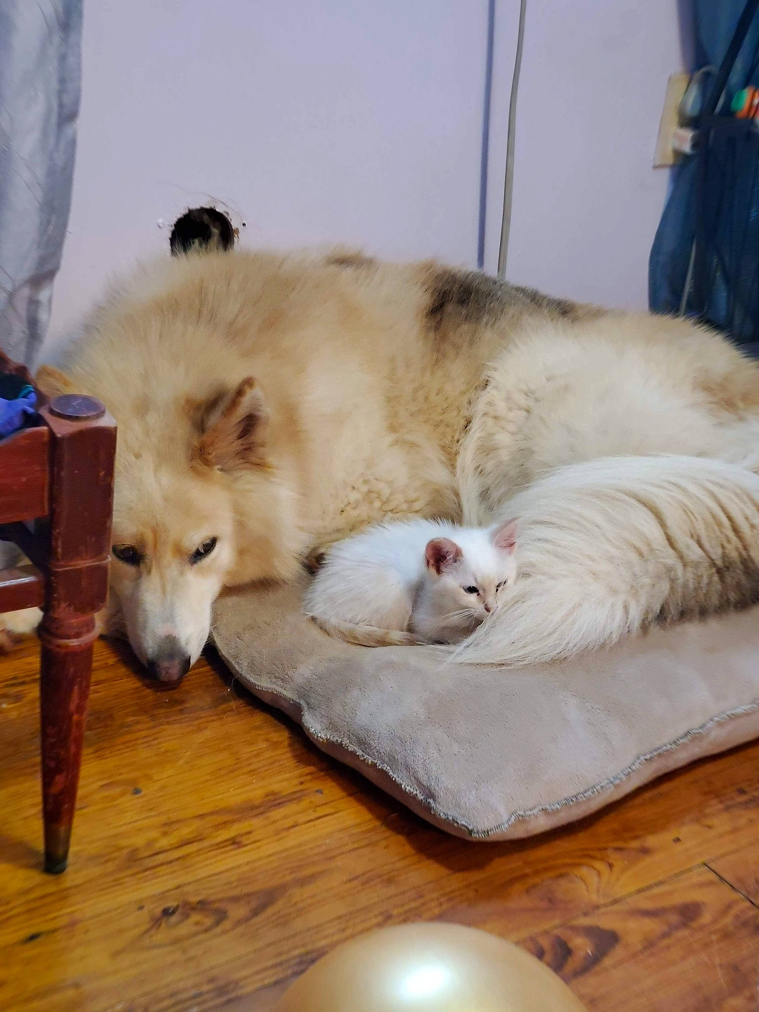 Foxy is registered to the contest to win money with this photo: canidae, carnivore, comfort, companion_dog, dog, dog_breed, fawn, felidae, flooring, fur, german_spitz_mittel, hardwood, small_to_medium_sized_cats, snout, spitz, sporting_group, tail, volpino_italiano, whiskers, wood