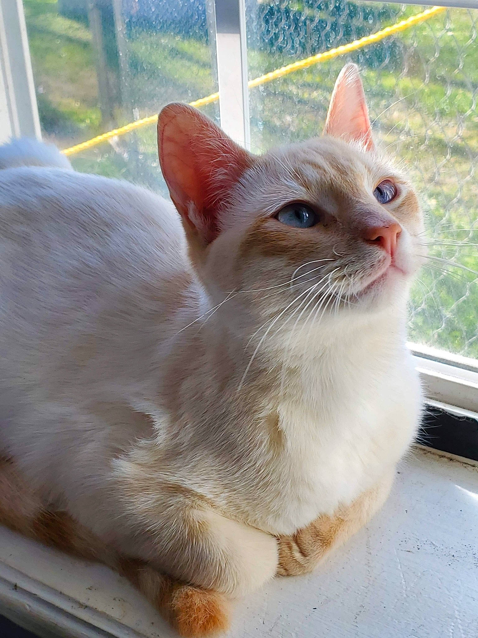 Coconut is registered to the contest to win money with this photo: carnivore, cat, collar, domestic_short_haired_cat, fang, fawn, felidae, fence, fur, pet_supply, plant, small_to_medium_sized_cats, snout, tail, terrestrial_animal, whiskers, window