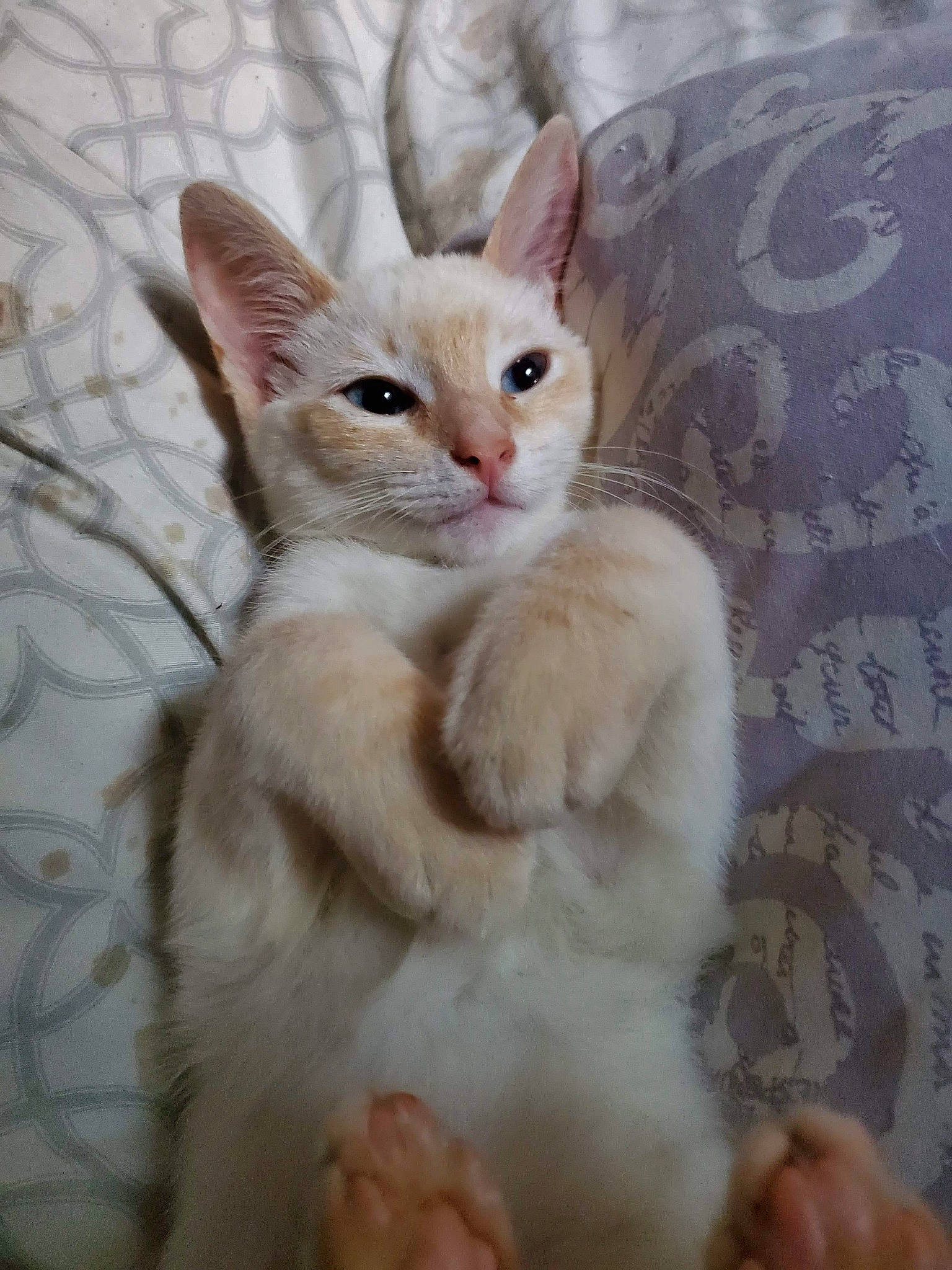 Coconut joined the competition — help win amazing prizes! carnivore, cat, claw, comfort, domestic_short_haired_cat, fawn, felidae, fur, paw, small_to_medium_sized_cats, snout, tail, terrestrial_animal, whiskers