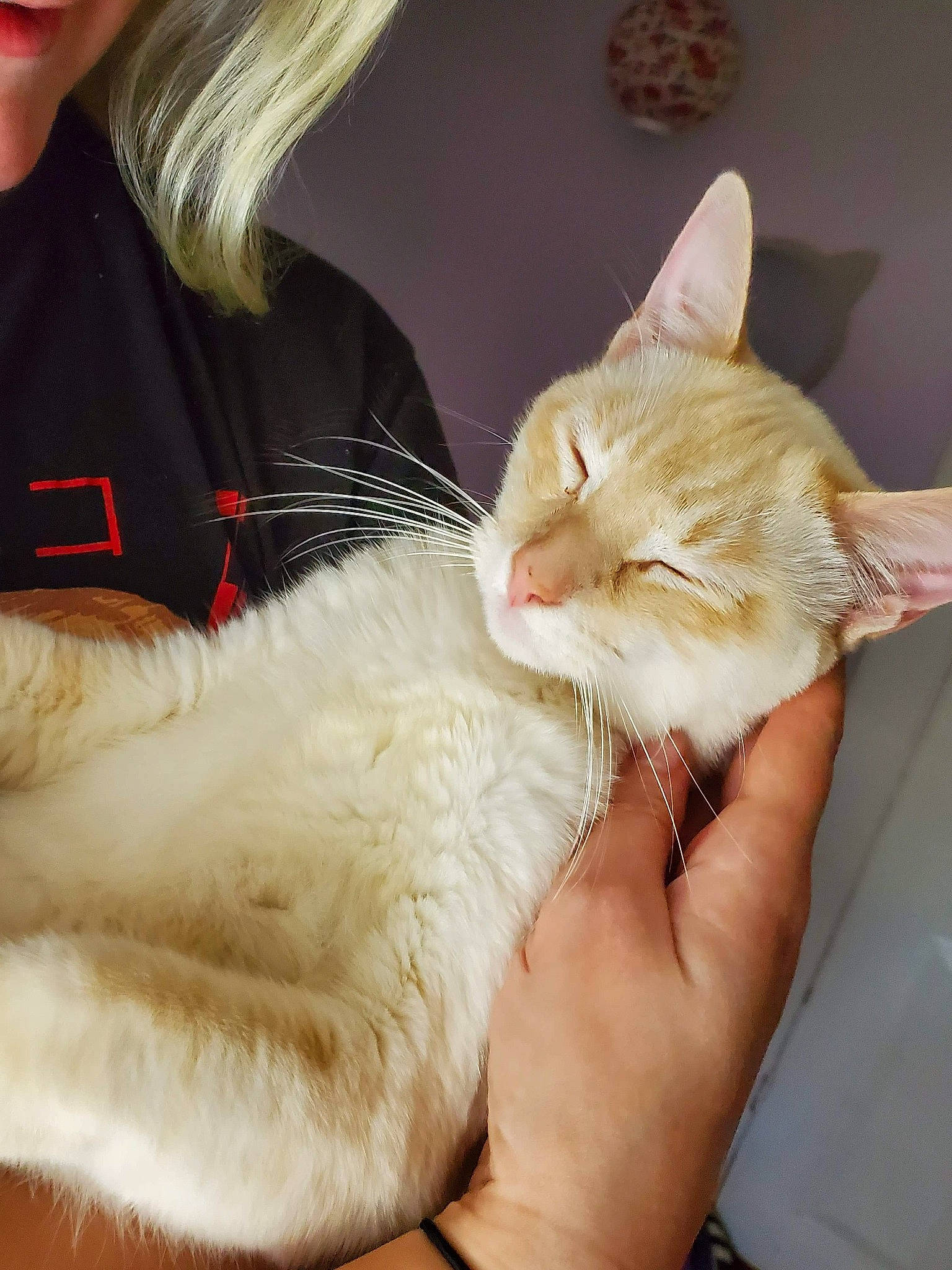 Coconut is registered to the contest to win money with this photo: carnivore, cat, claw, comfort, domestic_short_haired_cat, ear, eyelash, fawn, felidae, finger, fur, gesture, hand, lap, nail, paw, small_to_medium_sized_cats, snout, tail, whiskers