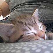 Tigrou participe au concours pour gagner de l'argent avec cette photo : kitten, sleeping, cat, close_up, blur, person, gray_shirt, resting, indoor, furry, cute, animal, pet, relaxing, soft, pattern, whiskers, ears, nap, cozy