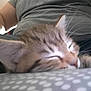 kitten, sleeping, cat, close_up, blur, person, gray_shirt, resting, indoor, furry, cute, animal, pet, relaxing, soft, pattern, whiskers, ears, nap, cozy