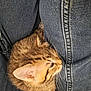 Tigrou a rejoint le concours — aidez-le/la à gagner de superbes lots ! kitten, cat, tabby, fur, denim, jeans, close_up, pet, animal, cute, sleepy, whiskers, paw, indoor, cozy, resting, young, feline, soft, curious
