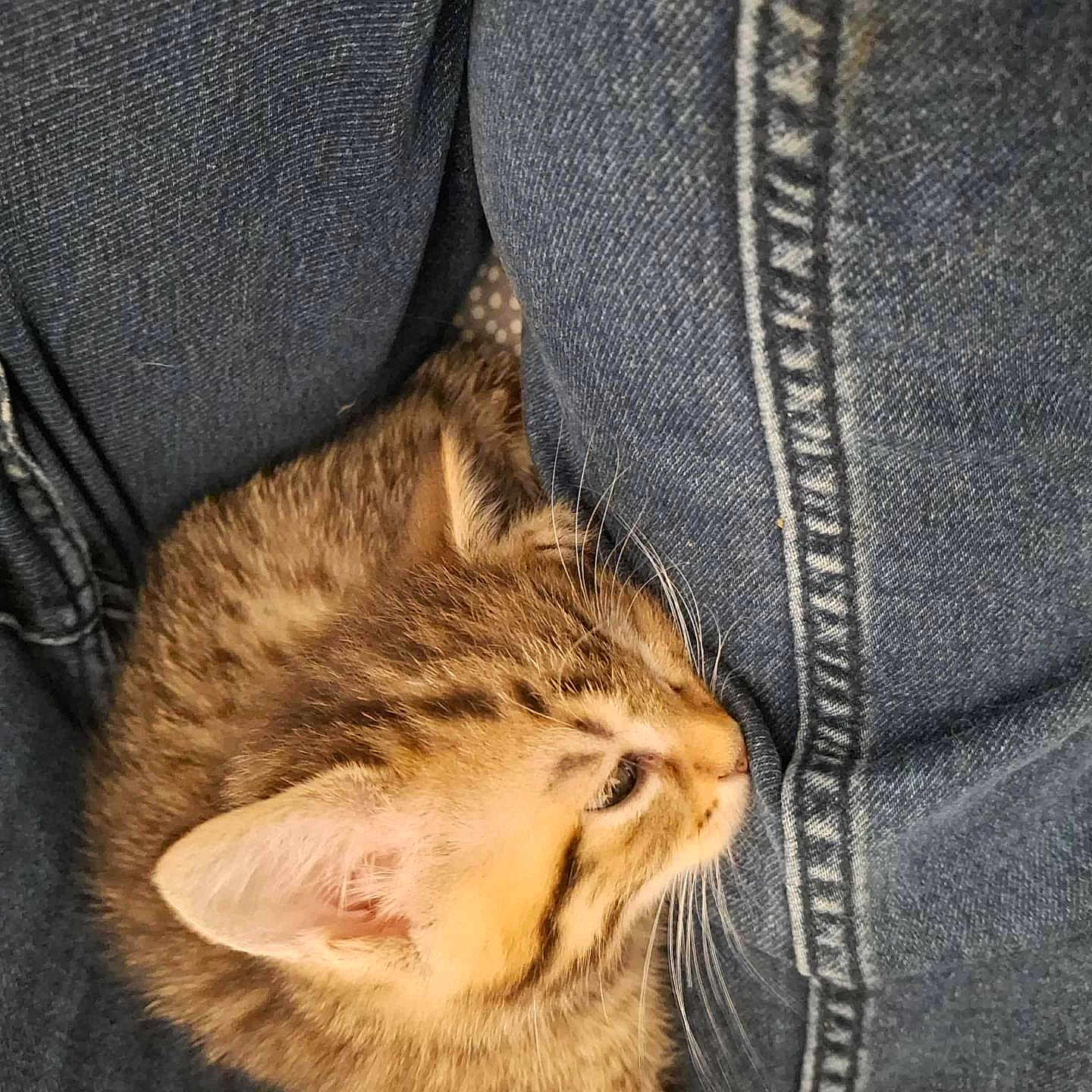 Tigrou a rejoint le concours — aidez-le/la à gagner de superbes lots ! animal, cat, close_up, cozy, curious, cute, denim, feline, fur, indoor, jeans, kitten, paw, pet, resting, sleepy, soft, tabby, whiskers, young