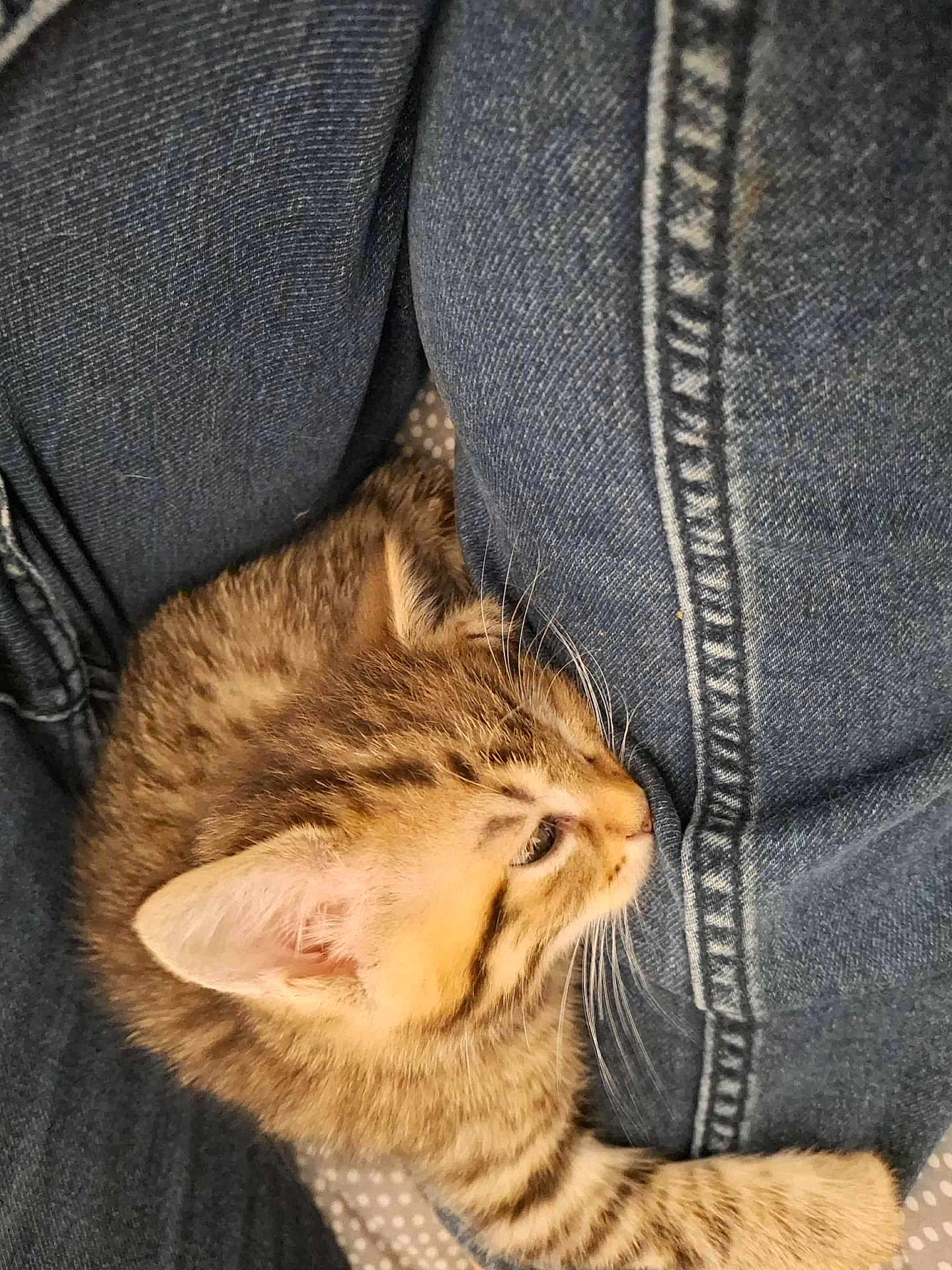 Tigrou a rejoint le concours — aidez-le/la à gagner de superbes lots ! kitten, cat, tabby, fur, denim, jeans, close_up, pet, animal, cute, sleepy, whiskers, paw, indoor, cozy, resting, young, feline, soft, curious