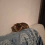 Tigrou a rejoint le concours — aidez-le/la à gagner de superbes lots ! kitten, cat, sleeping, couch, blanket, furniture, indoor, tabby, animal, pet, cozy, resting, small, cute, fur, domestic, calm, young, peaceful, wall