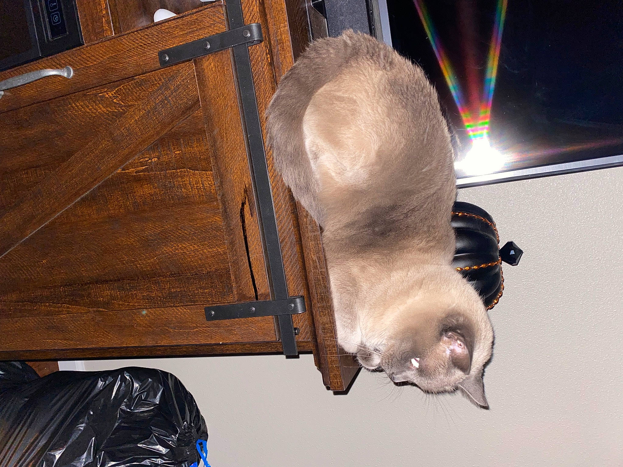 Adi joined the competition — help win amazing prizes! balinese, canidae, carnivore, cat, comfort, dog_breed, domestic_short_haired_cat, fawn, felidae, fur, hardwood, light, paw, rainbow, siamese, small_to_medium_sized_cats, snout, tail, whiskers, wood