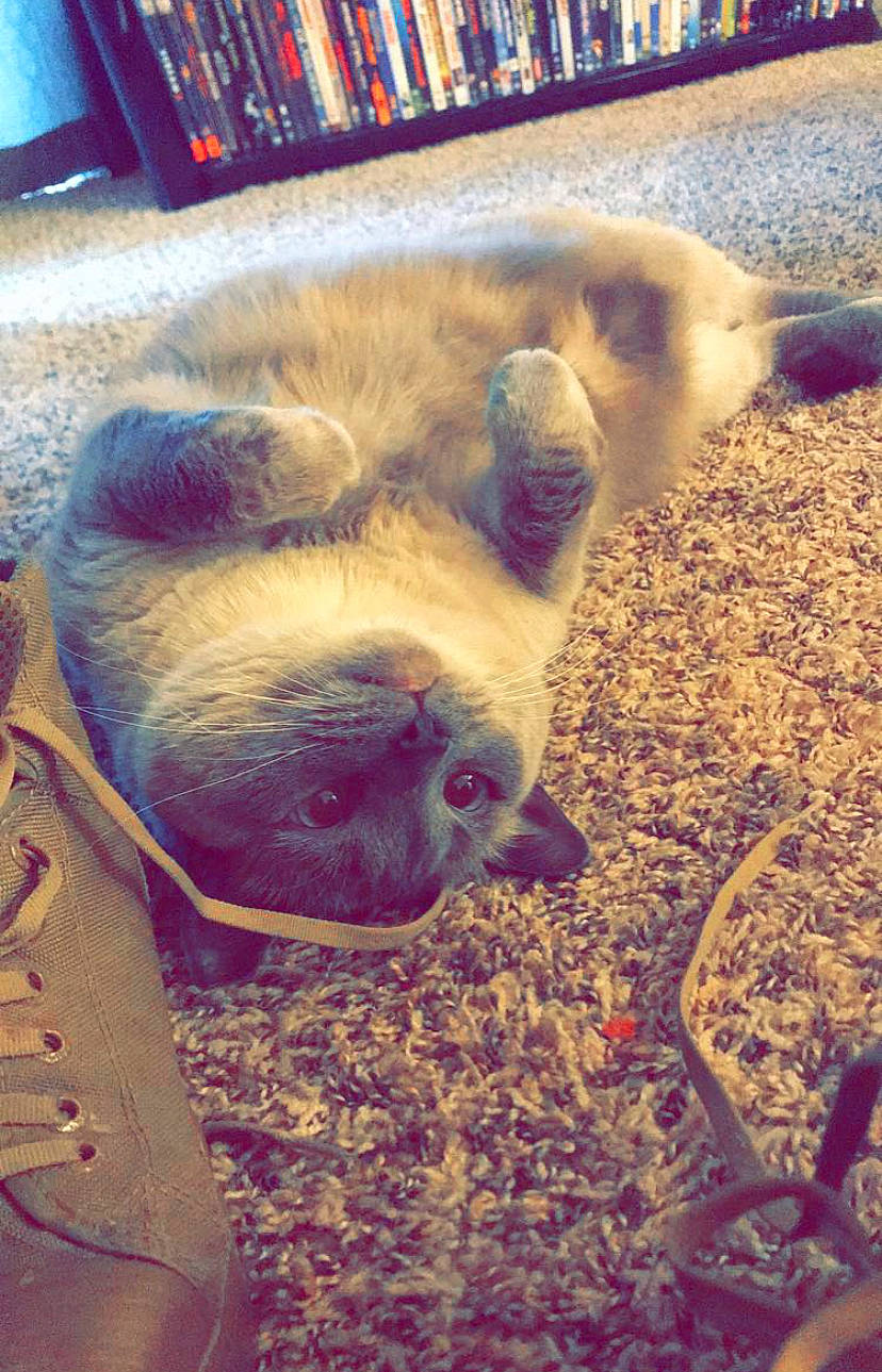 Adi joined the competition — help win amazing prizes! bovine, dog_breed, domestic_pig, fawn, fur, grass, landscape, livestock, paw, sand, shelf, soil, suidae, tail, terrestrial_animal, whiskers, wilderness, wood, working_animal, wrinkle