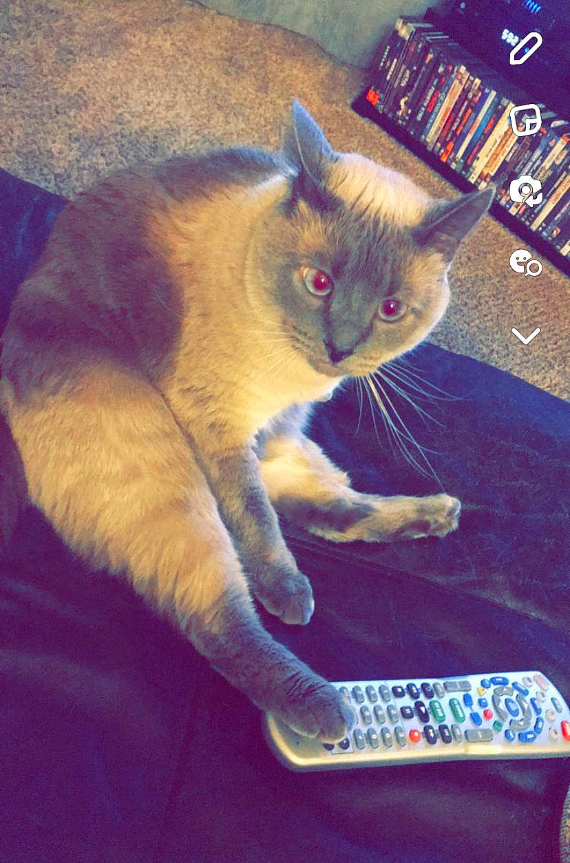 Adi is registered to the contest to win money with this photo: carnivore, cat, claw, cloud, comfort, domestic_short_haired_cat, electric_blue, fawn, felidae, foot, fur, human_leg, lap, paw, photo_caption, small_to_medium_sized_cats, snout, tail, vertebrate, whiskers