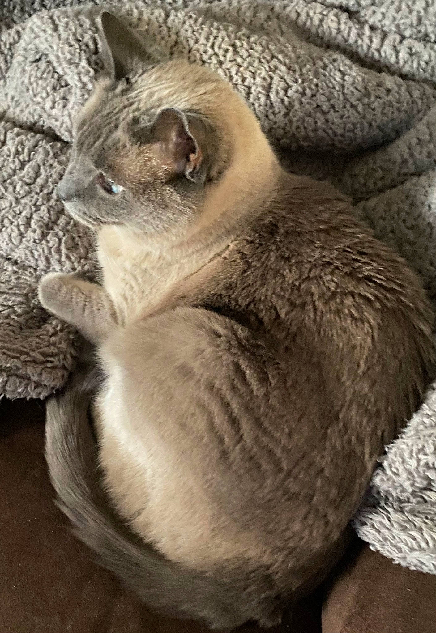 Adi is registered to the contest to win money with this photo: carnivore, cat, claw, domestic_short_haired_cat, eye, fawn, felidae, fur, grey, paw, plant, small_to_medium_sized_cats, snout, tail, terrestrial_animal, tree, trunk, whiskers, wildlife, wood