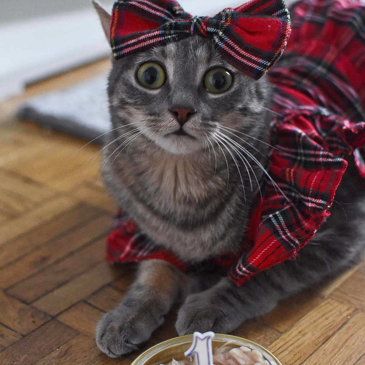 Darcy a rejoint le concours — aidez-le/la à gagner de superbes lots ! abyssinian, accessories, animal, bowl, cat, cup, cutlery, dish, food, formalwear, hardwood, kitten, manx, meal, pet, plywood, spoon, tartan, tie, wood