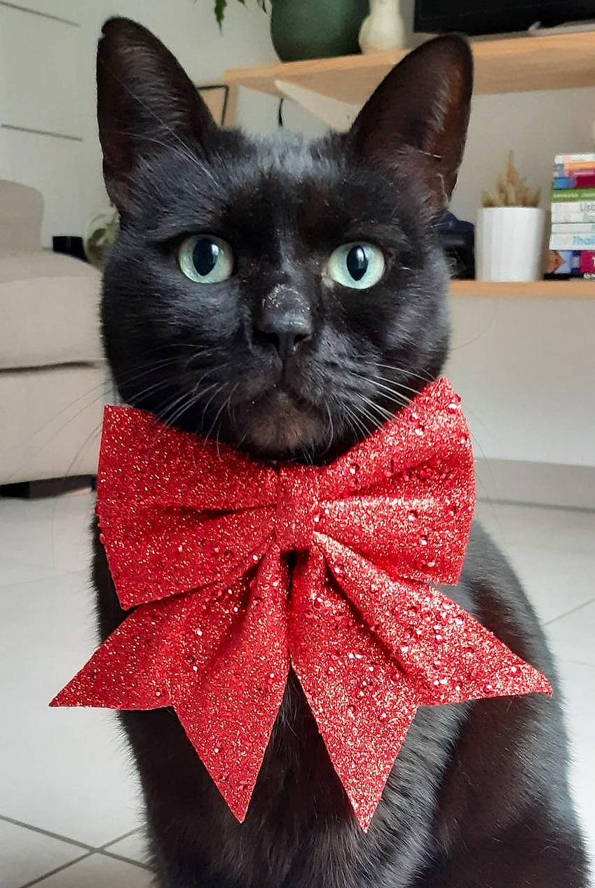 Archie a rejoint le concours — aidez-le/la à gagner de superbes lots ! art, black_cat, bow_tie, carnivore, cat, cat_supply, collar, creative_arts, domestic_short_haired_cat, fashion_accessory, felidae, fur, grey, pattern, pet_supply, small_to_medium_sized_cats, snout, tail, whiskers