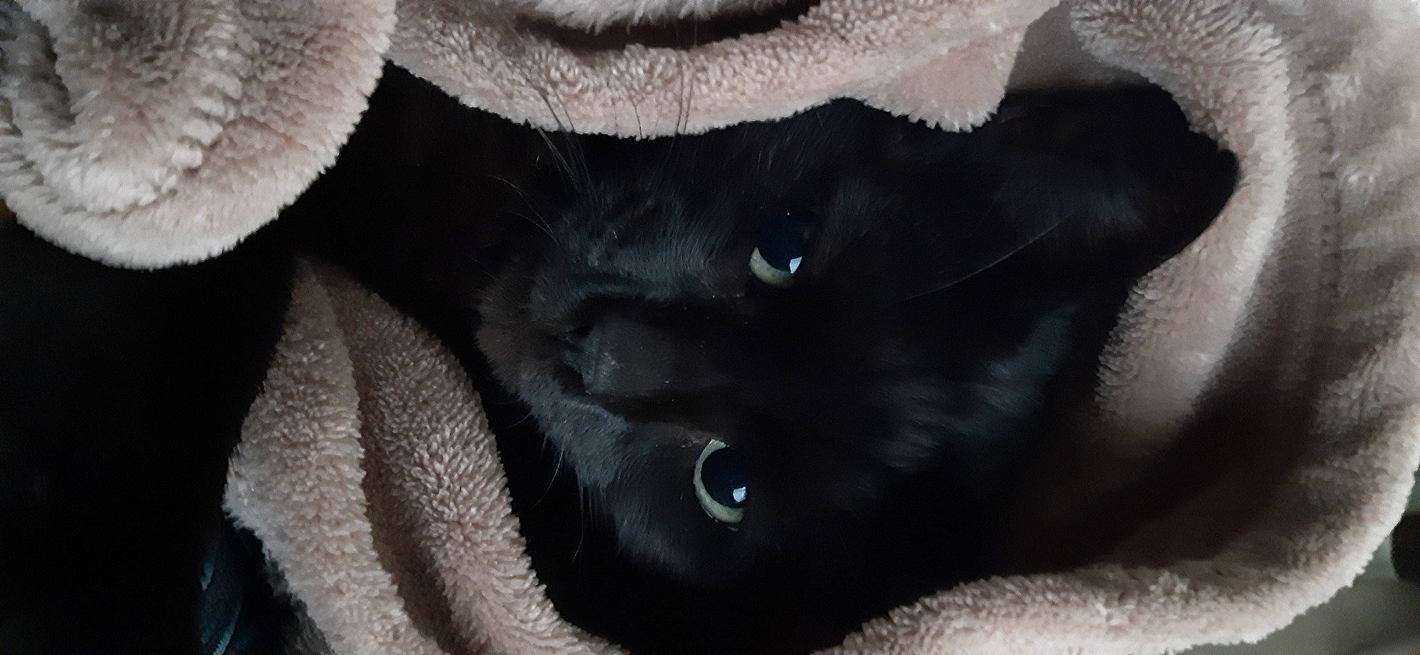 Archie a rejoint le concours — aidez-le/la à gagner de superbes lots ! black_cat, bombay, carnivore, cat, dog_breed, domestic_short_haired_cat, eyelash, felidae, fur, small_to_medium_sized_cats, snout, terrestrial_animal, whiskers, working_animal