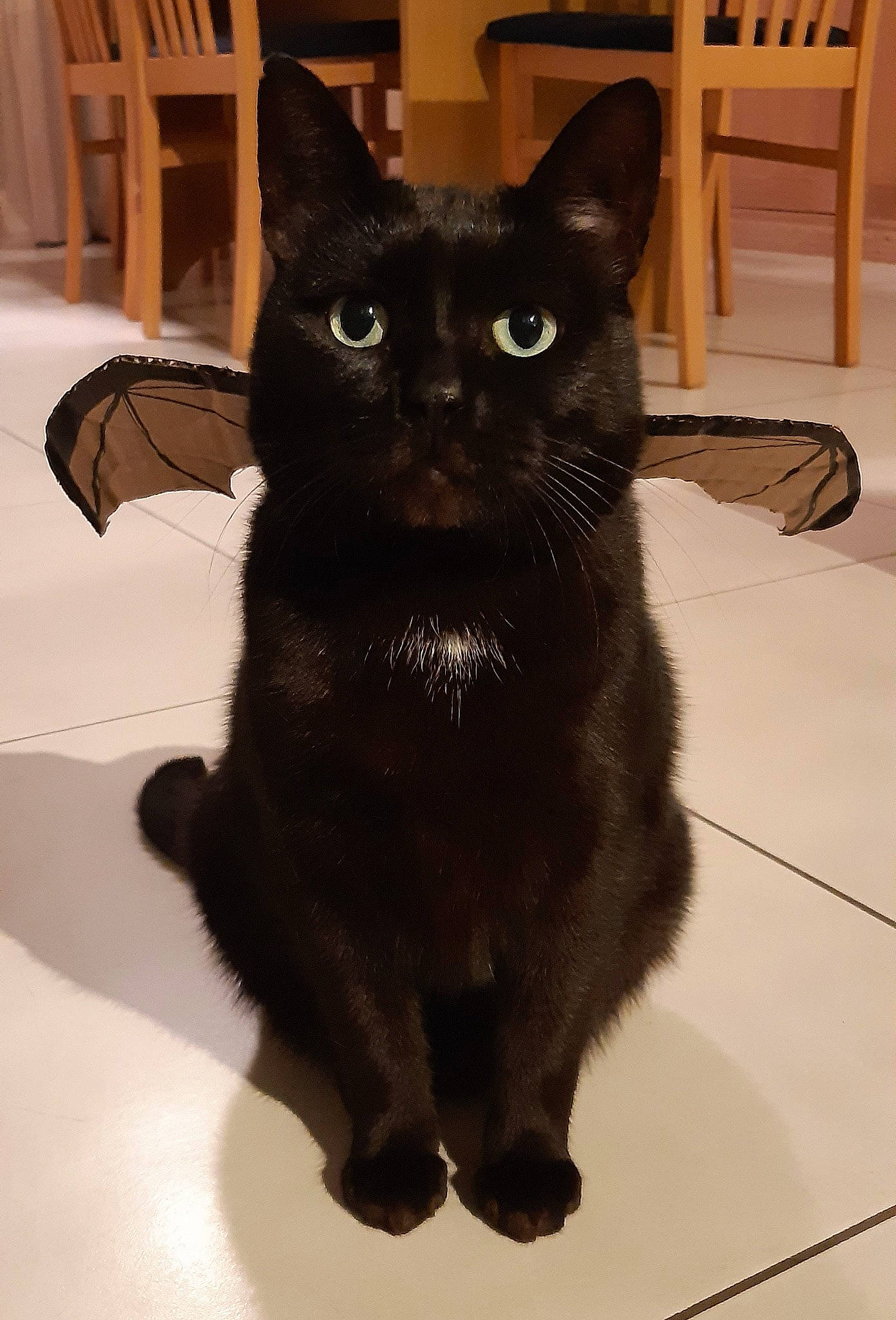 Archie a rejoint le concours — aidez-le/la à gagner de superbes lots ! black_cat, bombay, carnivore, cat, chair, claw, domestic_short_haired_cat, eye, felidae, flooring, fur, hardwood, havana_brown, paw, small_to_medium_sized_cats, snout, tail, terrestrial_animal, tile_flooring, whiskers