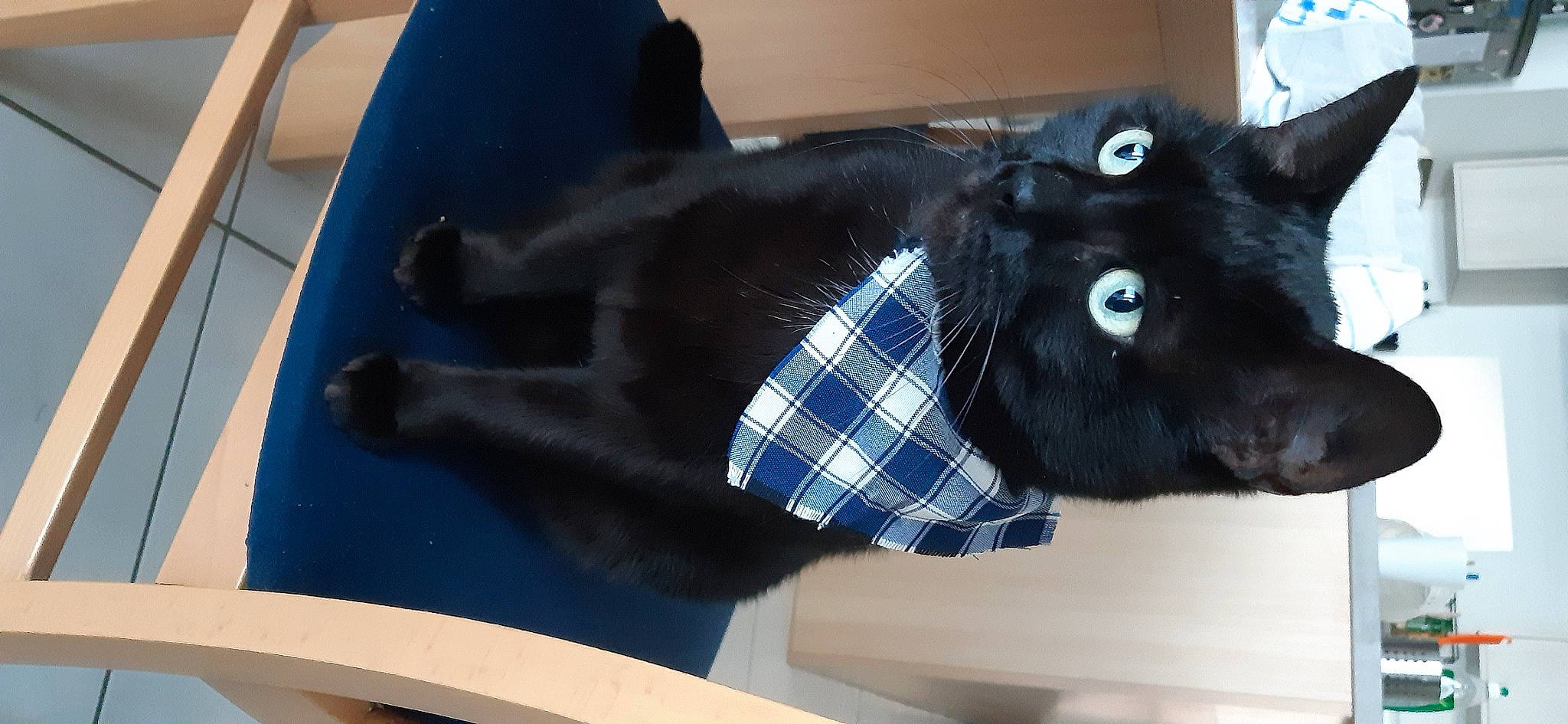 Archie a rejoint le concours — aidez-le/la à gagner de superbes lots ! black_cat, blue, claw, collar, comfort, domestic_short_haired_cat, electric_blue, felidae, fur, mammal, plaid, plush, sleeve, small_to_medium_sized_cats, snout, stuffed_toy, tail, tartan, vertebrate, whiskers