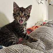 Stormy joined the competition — help win amazing prizes! kitten, cat, tabby, tongue_out, collar, bell, pet, indoor, couch, blanket, wall, plant, lamp, fur, whiskers, paw, cute, young, animal, home