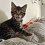 kitten, cat, tabby, tongue_out, collar, bell, pet, indoor, couch, blanket, wall, plant, lamp, fur, whiskers, paw, cute, young, animal, home