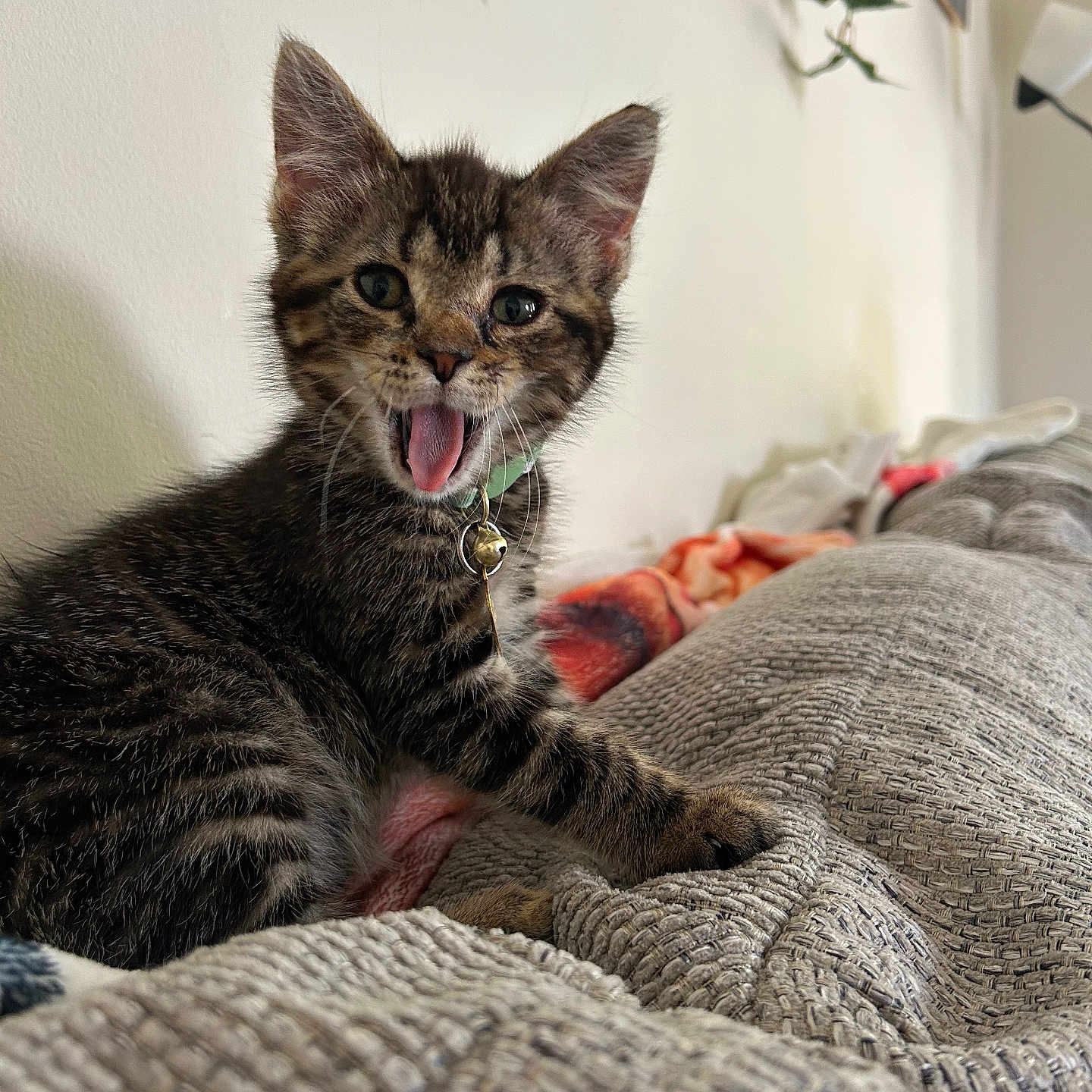 Stormy joined the competition — help win amazing prizes! animal, bell, blanket, cat, collar, couch, cute, fur, home, indoor, kitten, lamp, paw, pet, plant, tabby, tongue_out, wall, whiskers, young