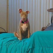 Suger joined the competition — help win amazing prizes! animal, bed, brown_dog, calm, canine, collar, cute, dog, domestic, ears, furniture, home, indoor, pet, portrait, relaxed, sitting, teal_bedspread, vertical_blinds, white_chest