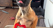 Aska participe au concours pour gagner de l'argent avec cette photo : dog, puppy, pointy_ears, tongue_out, sitting, indoors, living_room, couch, toy, chew_toy, red_toy, heart_shaped, fish_tank, aquarium, television, flowers, home, wooden_floor, happy, pet