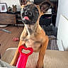 dog, puppy, pointy_ears, tongue_out, sitting, indoors, living_room, couch, toy, chew_toy, red_toy, heart_shaped, fish_tank, aquarium, television, flowers, home, wooden_floor, happy, pet