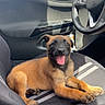 Aska a rejoint le concours — aidez-le/la à gagner de superbes lots ! puppy, dog, animal, pet, car, vehicle, passenger_seat, interior, happy, smiling, open_mouth, sitting, brown_fur, black_face, floppy_ears, portrait, sunlight, steering_wheel, seatbelt, outdoor