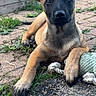Aska a rejoint le concours — aidez-le/la à gagner de superbes lots ! dog, puppy, belgian_malinois, portrait, sitting, outdoor, garden, backyard, playground, rope_toy, ball, ears, black_mask, tan_fur, grass, plants, wooden_planter, gravel, alert, cute