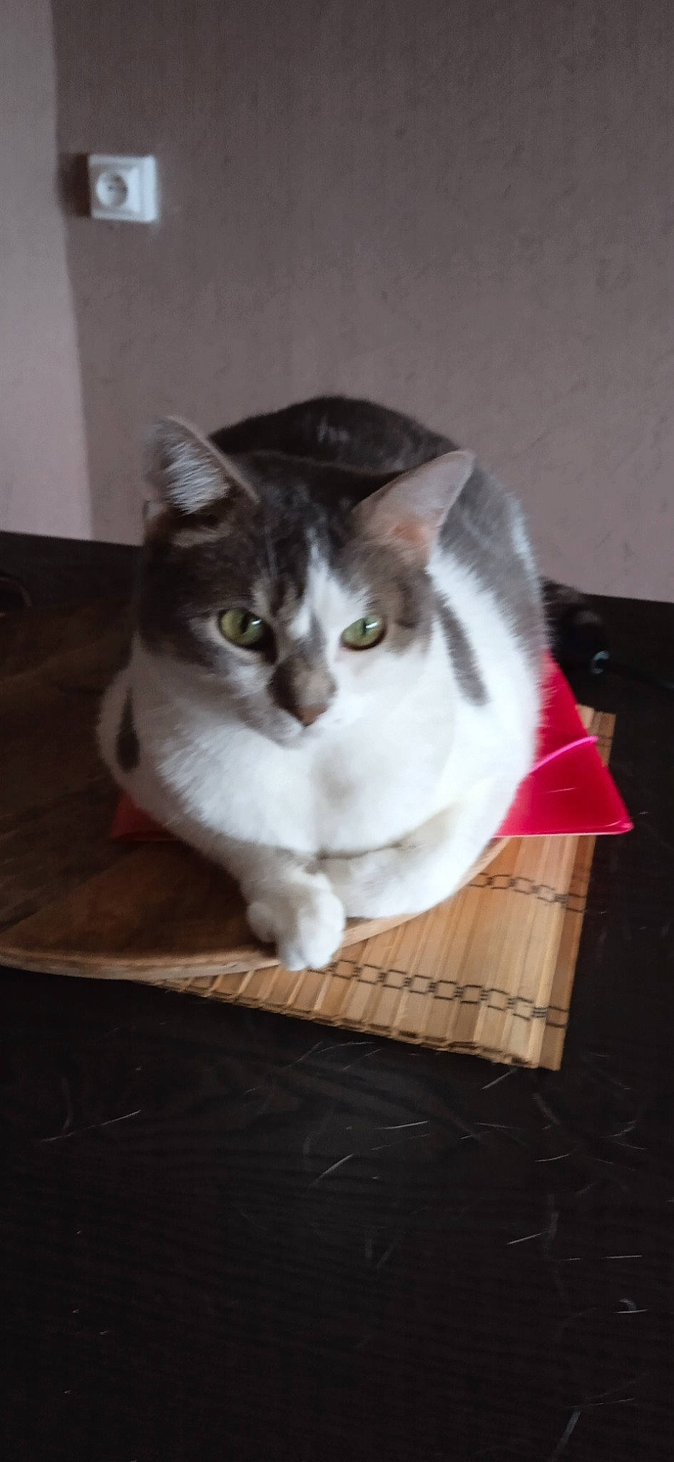 Lizie participe au concours pour gagner de l'argent avec cette photo : box, cardboard, carnivore, cat, comfort, domestic_short_haired_cat, felidae, flooring, fur, hardwood, packaging_and_labeling, paper_product, small_to_medium_sized_cats, snout, tail, whiskers, window, wood