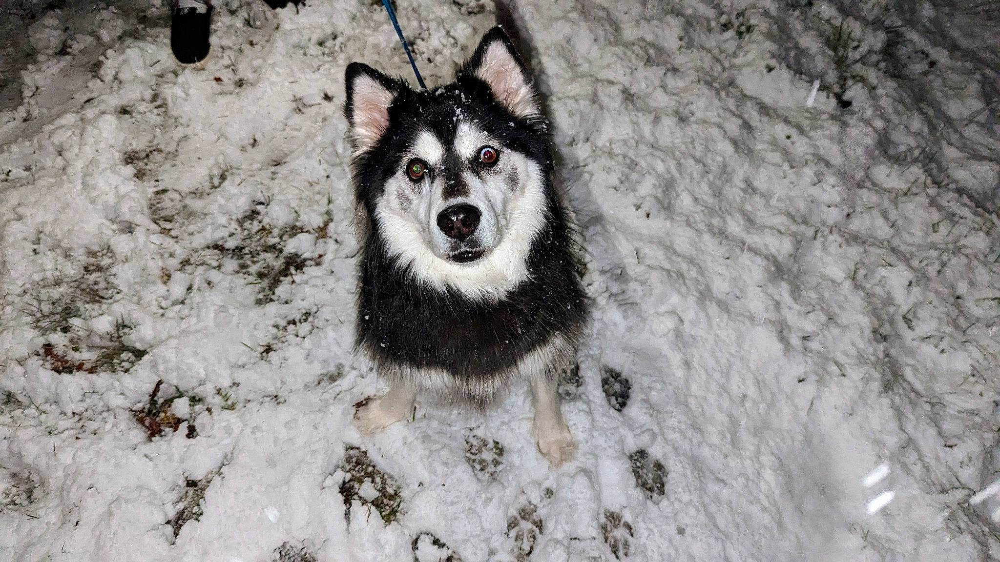 Brooklyn joined the competition — help win amazing prizes! art, canidae, canis, carnivore, dog, dog_breed, forest, freezing, fur, grey, plant, siberian_husky, sled_dog, snout, snow, sporting_group, tree, whiskers, winter, wolf