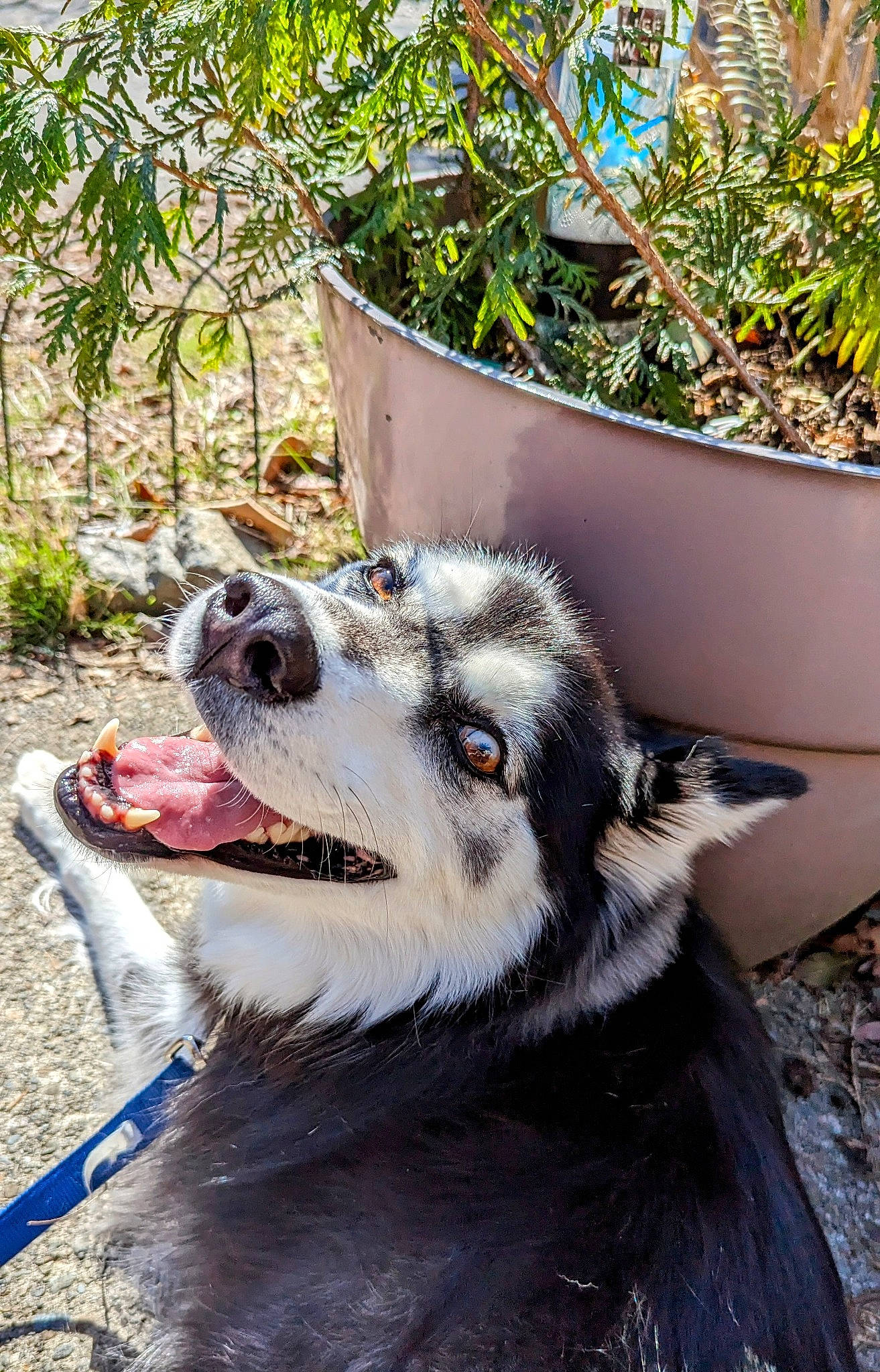 Brooklyn is registered to the contest to win money with this photo: canidae, canis, carnivore, collar, companion_dog, dog, dog_breed, fang, flowerpot, fur, houseplant, plant, siberian_husky, sled_dog, snout, sporting_group, whiskers, wolf, working_animal, working_dog