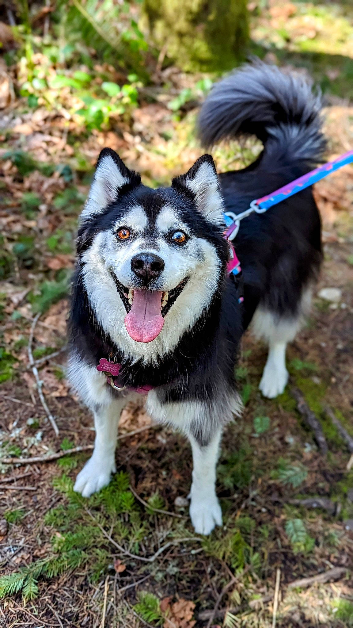 Brooklyn joined the competition — help win amazing prizes! canidae, canis, carnivore, collar, companion_dog, dog, dog_breed, fashion_accessory, fur, grass, herding_dog, plant, recreation, siberian_husky, sled_dog, snout, sporting_group, tail, working_animal, working_dog