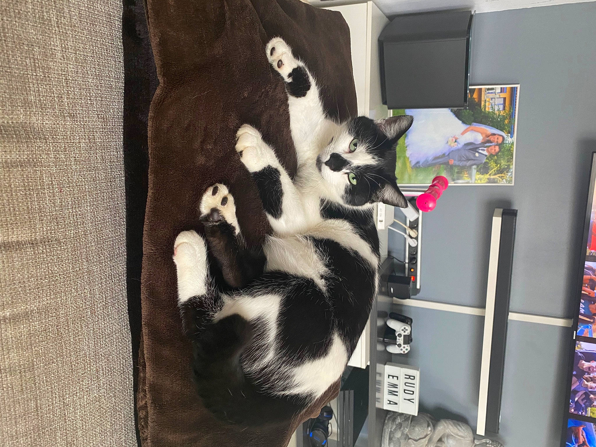 Youyou a rejoint le concours — aidez-le/la à gagner de superbes lots ! canidae, carnivore, cat, comfort, felidae, fur, room, shelf, shelving, small_to_medium_sized_cats, tail, visual_arts, whiskers, wood