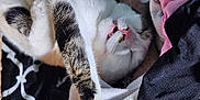 Simba joined the competition — help win amazing prizes! cat, sleeping, paw, pink_paw_pads, white_fur, tabby_fur, clothes, blanket, fabric, cozy, relaxed, indoor, cute, pet, animal, resting, close_up, soft_texture, domestic_cat, fur