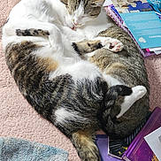 Simba is registered to the contest to win money with this photo: cat, sleeping, curled_up, tabby, white_fur, carpet, books, paper, towel, indoor, pets, cozy, resting, animal, cute, feline, soft, relaxed, domestic, companion