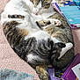 cat, sleeping, curled_up, tabby, white_fur, carpet, books, paper, towel, indoor, pets, cozy, resting, animal, cute, feline, soft, relaxed, domestic, companion