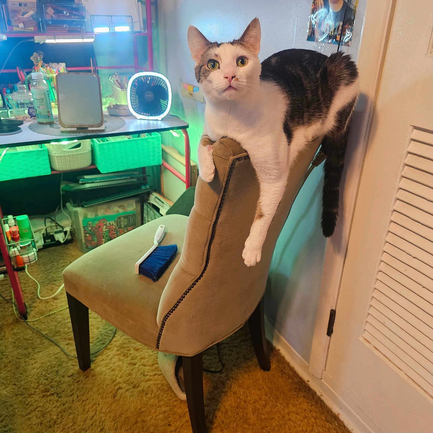 Simba is registered to the contest to win money with this photo: bottle, brush, carpet, cat, chair, container, curious, desk, door, fan, furniture, home, indoor, lamp, light, pet, photo_frame, shelf, toy, wall