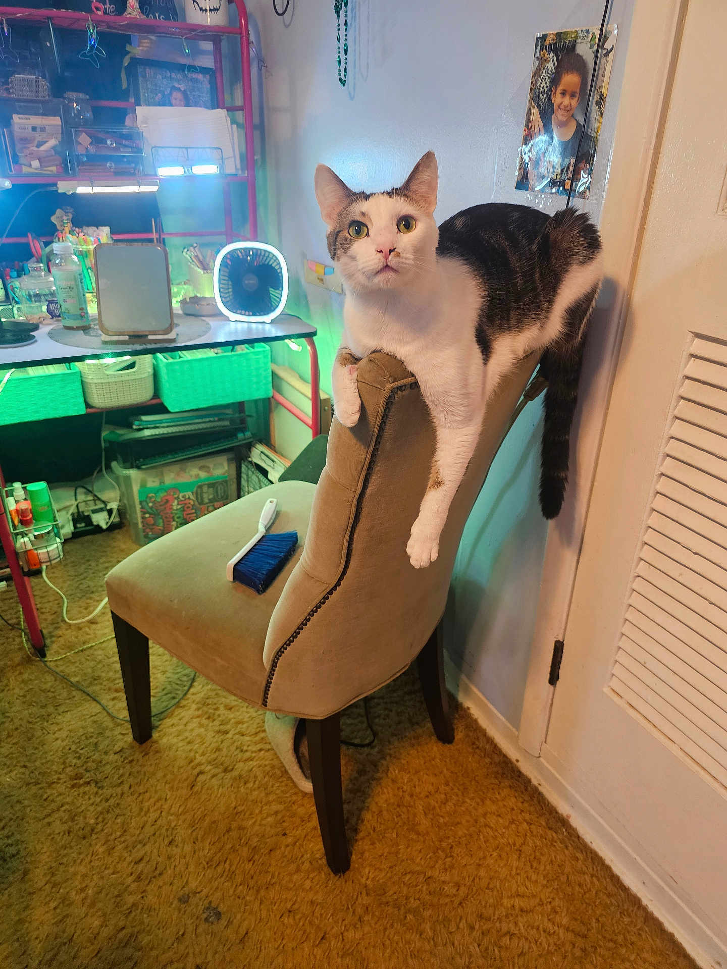 Simba is registered to the contest to win money with this photo: cat, chair, indoor, carpet, desk, lamp, photo_frame, fan, brush, wall, door, shelf, bottle, container, toy, light, pet, furniture, curious, home