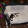 Simba is registered to the contest to win money with this photo: cat, bassinet, indoor, toy, colorful, pet, feline, animal, resting, looking_up, fabric, mesh, warning_label, carpet, furniture, household, domestic, playroom, colorful_toys, relaxed