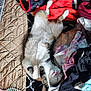 Simba is registered to the contest to win money with this photo: cat, stretching, blanket, clothing, fabric, bed, fur, paw, relaxing, indoor, cozy, sleeping, messy, pink, black, white, striped, soft, brush, resting
