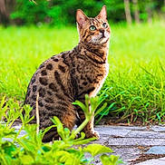 Yummi a rejoint le concours — aidez-le/la à gagner de superbes lots ! cat, spotted_cat, animal, pet, outdoor, nature, grass, greenery, stone_path, alert, curious, feline, sitting, ears_up, daylight, leaf, plant, closeup, mammal, wildlife