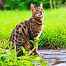 cat, spotted_cat, animal, pet, outdoor, nature, grass, greenery, stone_path, alert, curious, feline, sitting, ears_up, daylight, leaf, plant, closeup, mammal, wildlife