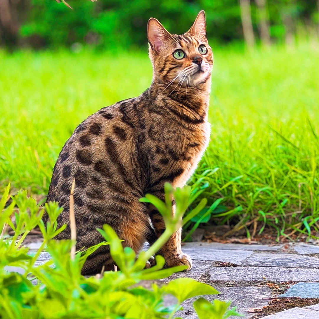 Yummi a rejoint le concours — aidez-le/la à gagner de superbes lots ! cat, spotted_cat, animal, pet, outdoor, nature, grass, greenery, stone_path, alert, curious, feline, sitting, ears_up, daylight, leaf, plant, closeup, mammal, wildlife