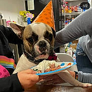 Georgie joined the competition — help win amazing prizes! dog, party_hat, whipped_cream, plate, hands, table, kitchen, refrigerator, snacks, shelves, treats, celebration, pet, fur, collar, person, food, curious, indoor, birthday