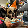 dog, party_hat, whipped_cream, plate, hands, table, kitchen, refrigerator, snacks, shelves, treats, celebration, pet, fur, collar, person, food, curious, indoor, birthday